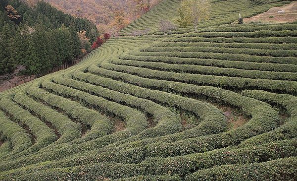 Boseong01