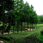 Boseong04