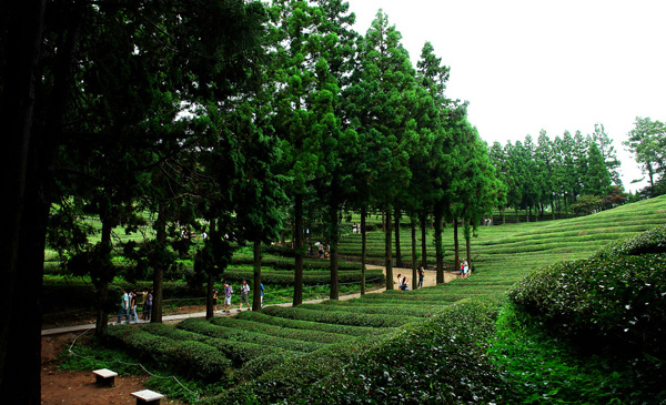 ไร่ชาเขียวโบซอง (Boseong Green Tea Plantation)